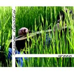 Green di Simone Agostini